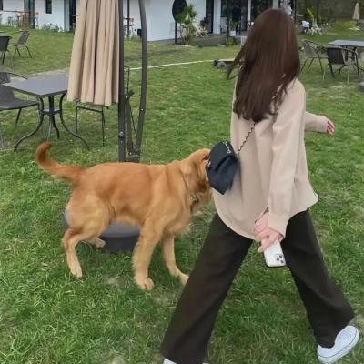 天才小捣蛋